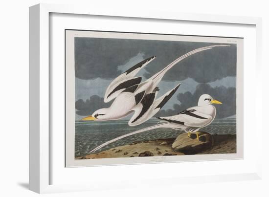 Illustration from 'Birds of America', 1827-38-John James Audubon-Framed Giclee Print