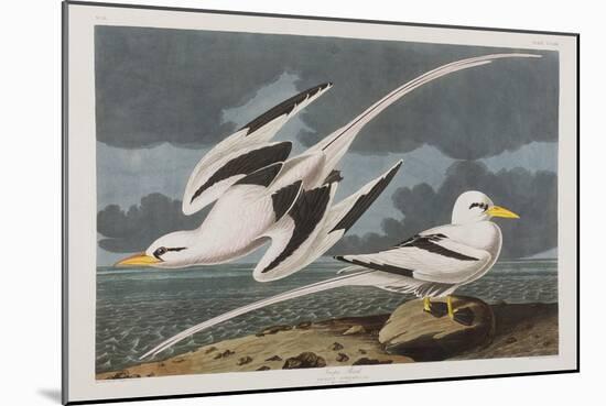 Illustration from 'Birds of America', 1827-38-John James Audubon-Mounted Giclee Print