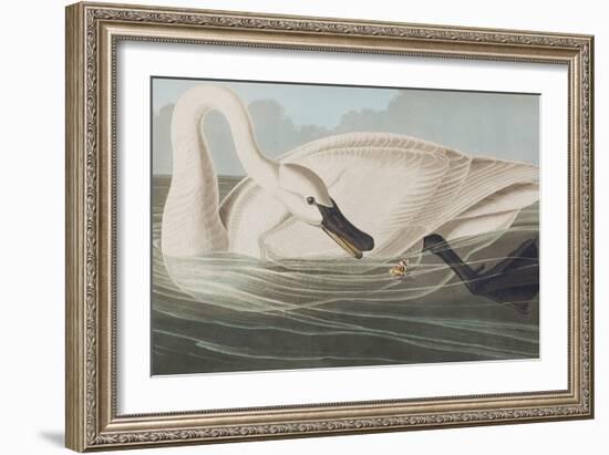 Illustration from 'Birds of America', 1827-38-John James Audubon-Framed Giclee Print