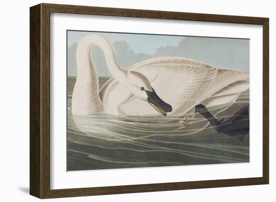 Illustration from 'Birds of America', 1827-38-John James Audubon-Framed Giclee Print