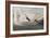 Illustration from 'Birds of America', 1827-38-John James Audubon-Framed Giclee Print