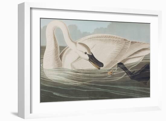 Illustration from 'Birds of America', 1827-38-John James Audubon-Framed Giclee Print