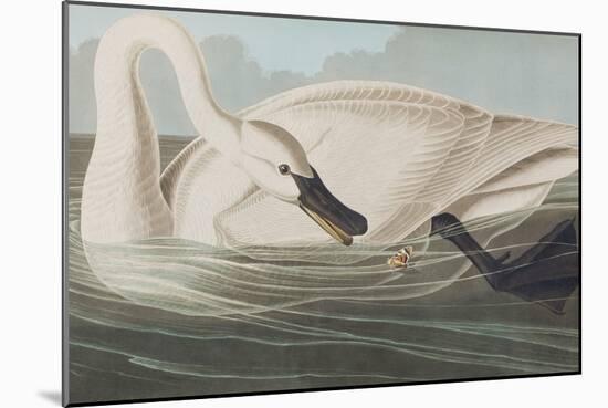 Illustration from 'Birds of America', 1827-38-John James Audubon-Mounted Giclee Print