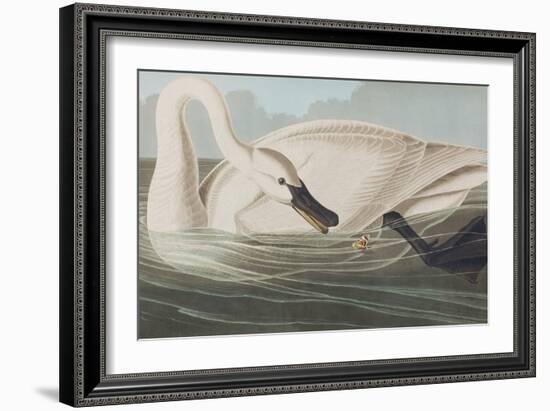 Illustration from 'Birds of America', 1827-38-John James Audubon-Framed Giclee Print