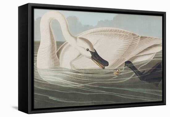 Illustration from 'Birds of America', 1827-38-John James Audubon-Framed Premier Image Canvas