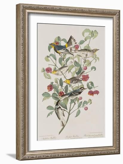 Illustration from 'Birds of America', 1827-38-John James Audubon-Framed Giclee Print