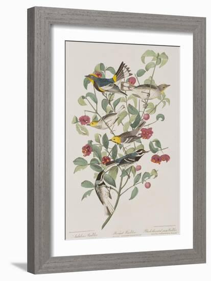 Illustration from 'Birds of America', 1827-38-John James Audubon-Framed Giclee Print