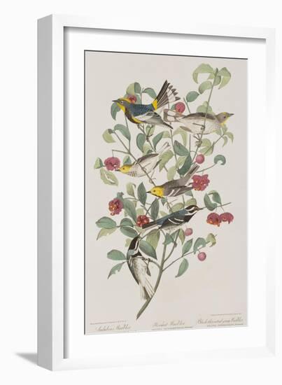 Illustration from 'Birds of America', 1827-38-John James Audubon-Framed Giclee Print