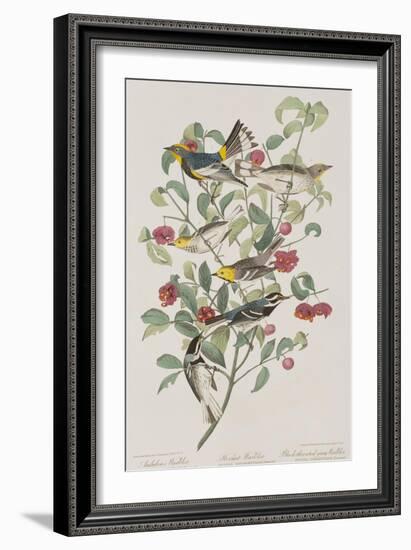 Illustration from 'Birds of America', 1827-38-John James Audubon-Framed Giclee Print