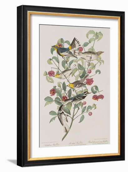 Illustration from 'Birds of America', 1827-38-John James Audubon-Framed Giclee Print