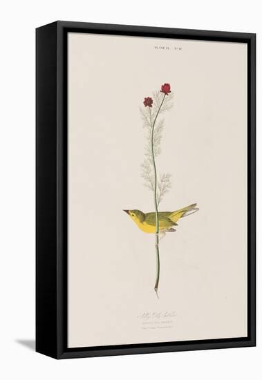 Illustration from 'Birds of America', 1827-38-John James Audubon-Framed Premier Image Canvas