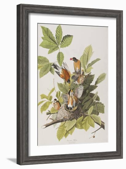 Illustration from 'Birds of America', 1827-38-John James Audubon-Framed Giclee Print