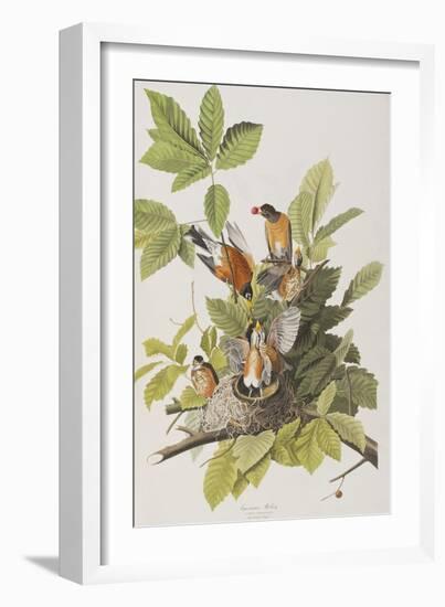 Illustration from 'Birds of America', 1827-38-John James Audubon-Framed Giclee Print