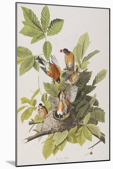 Illustration from 'Birds of America', 1827-38-John James Audubon-Mounted Giclee Print