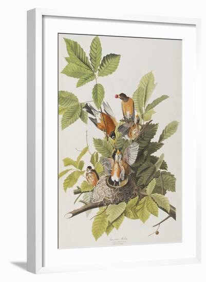 Illustration from 'Birds of America', 1827-38-John James Audubon-Framed Giclee Print