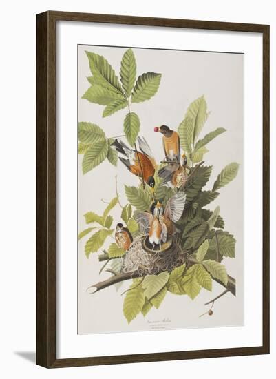 Illustration from 'Birds of America', 1827-38-John James Audubon-Framed Giclee Print