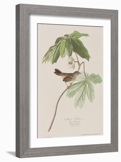 Illustration from 'Birds of America', 1827-38-John James Audubon-Framed Giclee Print