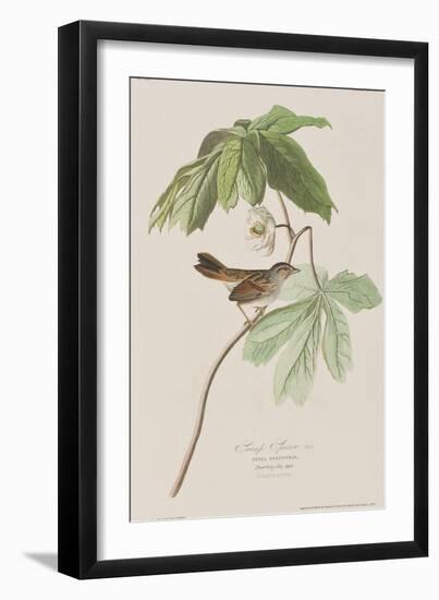 Illustration from 'Birds of America', 1827-38-John James Audubon-Framed Giclee Print