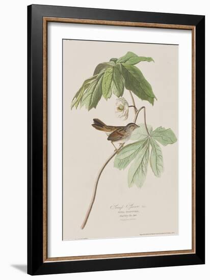 Illustration from 'Birds of America', 1827-38-John James Audubon-Framed Giclee Print