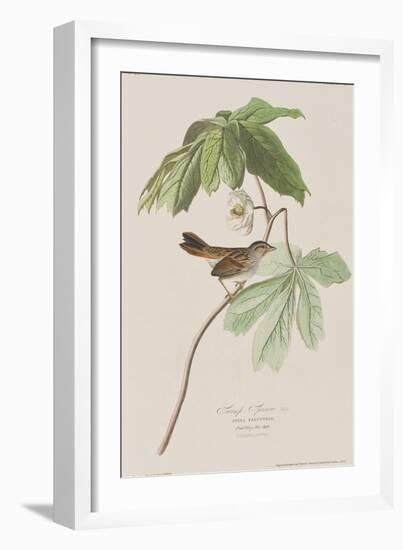 Illustration from 'Birds of America', 1827-38-John James Audubon-Framed Giclee Print