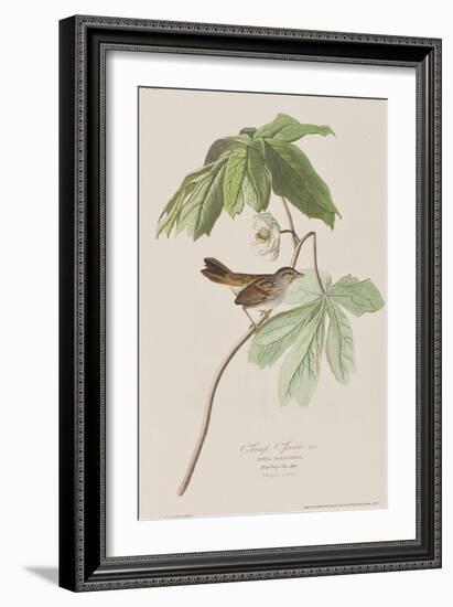 Illustration from 'Birds of America', 1827-38-John James Audubon-Framed Giclee Print