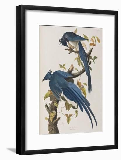 Illustration from 'Birds of America', 1827-38-John James Audubon-Framed Premium Giclee Print