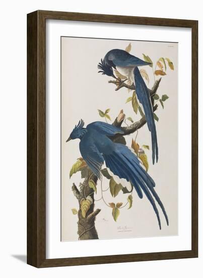 Illustration from 'Birds of America', 1827-38-John James Audubon-Framed Premium Giclee Print