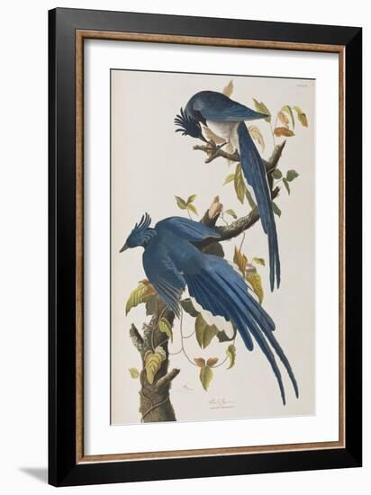 Illustration from 'Birds of America', 1827-38-John James Audubon-Framed Premium Giclee Print