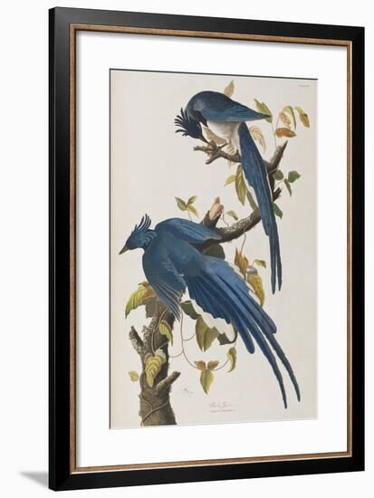 Illustration from 'Birds of America', 1827-38-John James Audubon-Framed Giclee Print