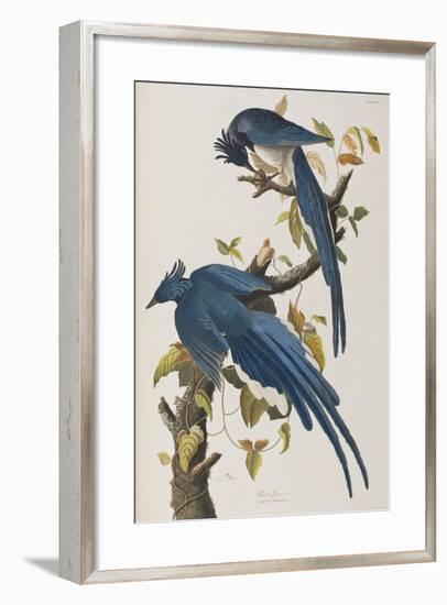 Illustration from 'Birds of America', 1827-38-John James Audubon-Framed Giclee Print