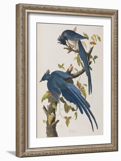 Illustration from 'Birds of America', 1827-38-John James Audubon-Framed Giclee Print