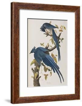 Illustration from 'Birds of America', 1827-38-John James Audubon-Framed Giclee Print