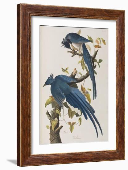 Illustration from 'Birds of America', 1827-38-John James Audubon-Framed Giclee Print