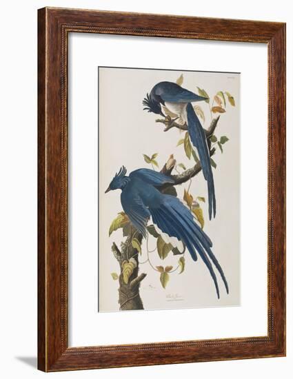 Illustration from 'Birds of America', 1827-38-John James Audubon-Framed Giclee Print