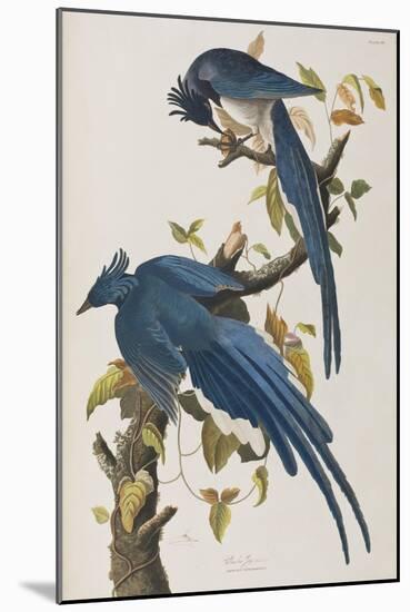 Illustration from 'Birds of America', 1827-38-John James Audubon-Mounted Giclee Print