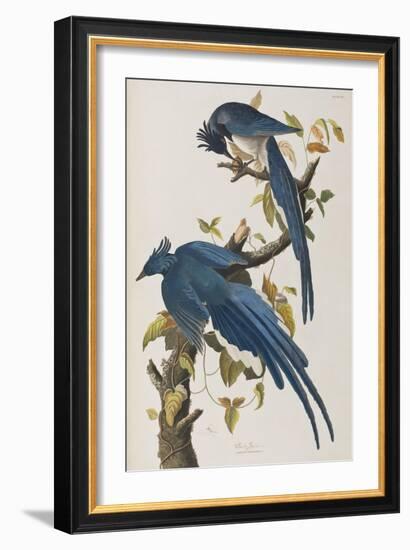 Illustration from 'Birds of America', 1827-38-John James Audubon-Framed Giclee Print