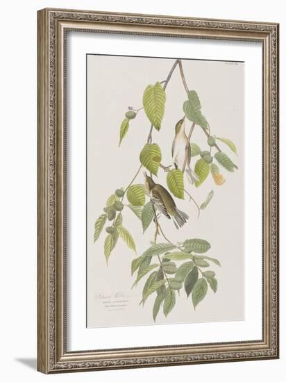 Illustration from 'Birds of America', 1827-38-John James Audubon-Framed Giclee Print