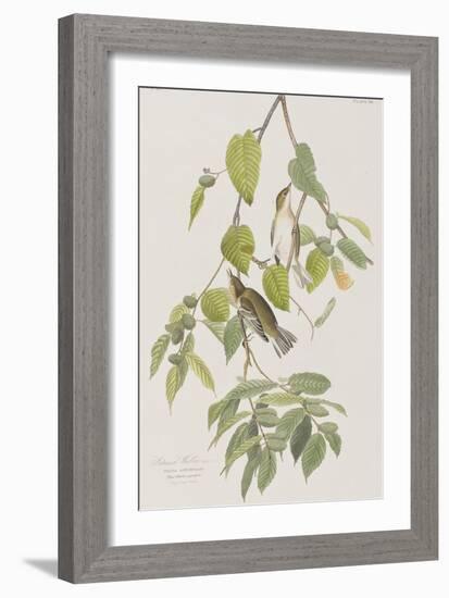 Illustration from 'Birds of America', 1827-38-John James Audubon-Framed Giclee Print