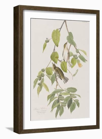 Illustration from 'Birds of America', 1827-38-John James Audubon-Framed Giclee Print