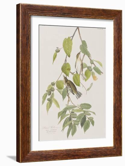 Illustration from 'Birds of America', 1827-38-John James Audubon-Framed Giclee Print