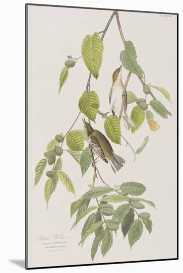 Illustration from 'Birds of America', 1827-38-John James Audubon-Mounted Giclee Print