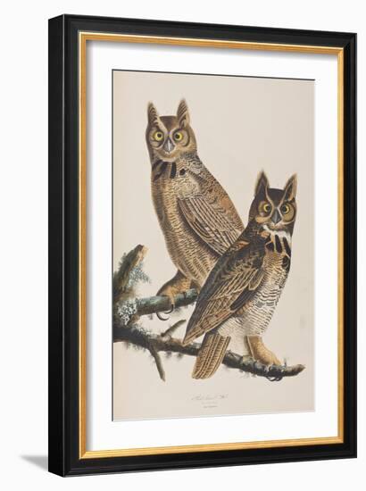 Illustration from 'Birds of America', 1827-38-John James Audubon-Framed Giclee Print