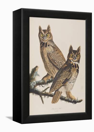 Illustration from 'Birds of America', 1827-38-John James Audubon-Framed Premier Image Canvas