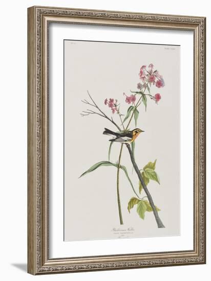 Illustration from 'Birds of America', 1827-38-John James Audubon-Framed Giclee Print