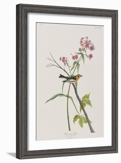 Illustration from 'Birds of America', 1827-38-John James Audubon-Framed Giclee Print