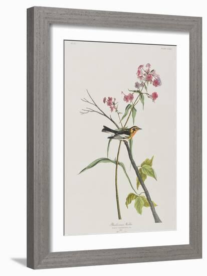 Illustration from 'Birds of America', 1827-38-John James Audubon-Framed Giclee Print