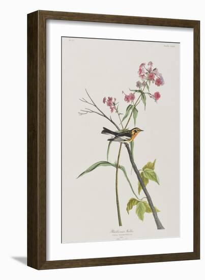 Illustration from 'Birds of America', 1827-38-John James Audubon-Framed Giclee Print