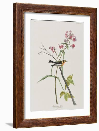 Illustration from 'Birds of America', 1827-38-John James Audubon-Framed Giclee Print