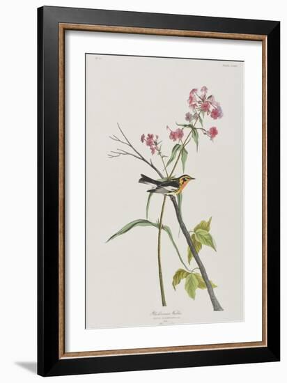 Illustration from 'Birds of America', 1827-38-John James Audubon-Framed Giclee Print