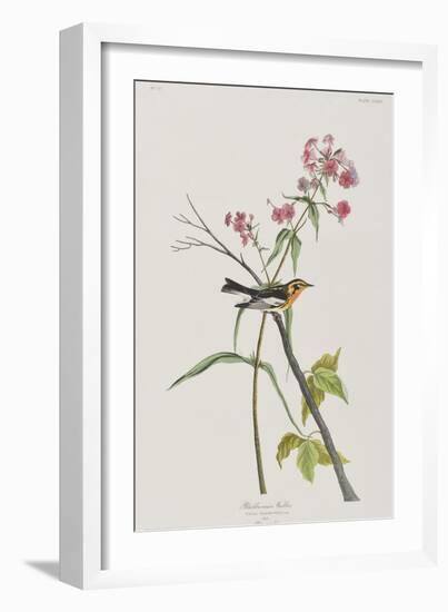 Illustration from 'Birds of America', 1827-38-John James Audubon-Framed Giclee Print